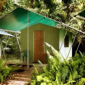 Jungle 2*, Cape Tribulation Australia